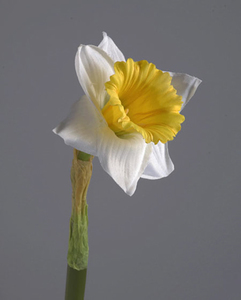 Купить Нарцисс бело-желтый 48 см 12/144