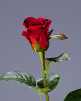Роза Анабель рубиновая
