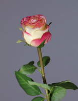 Роза Эсперанса Мидл лимонная с розовой каймой 
